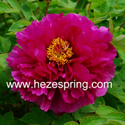 Tree peony